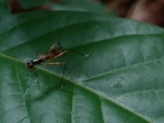 Rainieria antennaepes