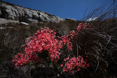 Erica junonia junonia
