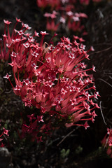 Erica junonia junonia