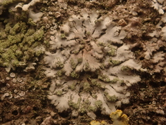 Phaeophyscia orbicularis
