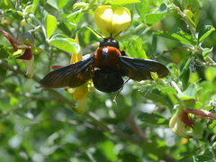 Xylocopa flavorufa