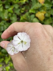 Silene latifolia