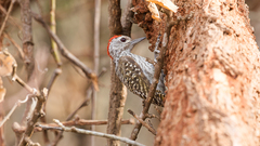 Chloropicus fuscescens