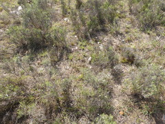 Cyrtanthus novus-annus