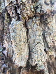 Pertusaria
