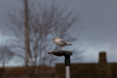 Chroicocephalus ridibundus