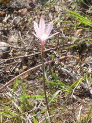 Cyrtanthus novus-annus