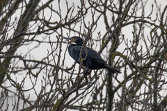 Phalacrocorax carbo