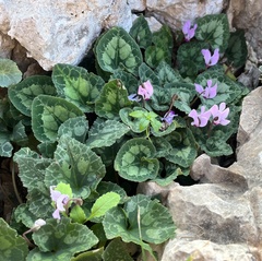 Cyclamen persicum
