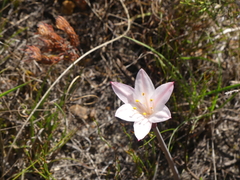 Cyrtanthus novus-annus