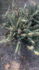 Cylindropuntia acanthocarpa