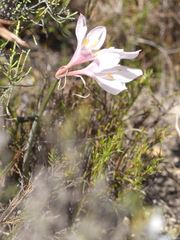 Cyrtanthus novus-annus