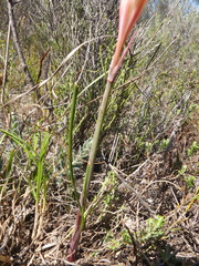 Cyrtanthus novus-annus