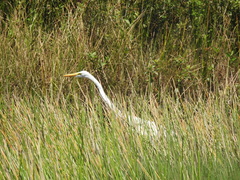 Ardea alba