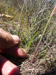 Cyrtanthus novus-annus