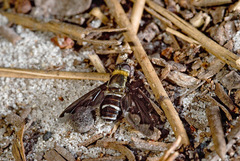Hemipenthes velutina