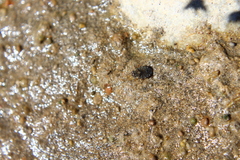 Ochterus marginatus