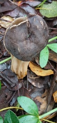 Helvellaceae