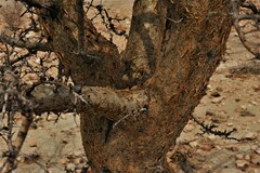 Commiphora glaucescens