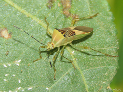 Hypselonotus fulvus