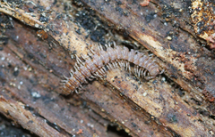 Polydesmus denticulatus