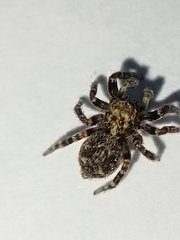 Pseudeuophrys erratica