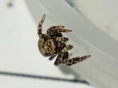 Pseudeuophrys erratica