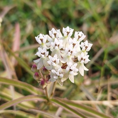 Asclepias woodsoniana