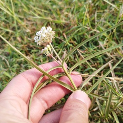 Asclepias woodsoniana