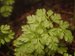 Anthriscus caucalis