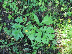 Heracleum sosnowskyi