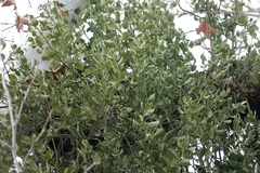 Phoradendron macrophyllum