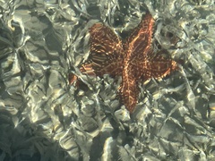 Oreaster reticulatus