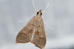 Mecyna asinalis