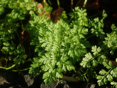 Anthriscus caucalis
