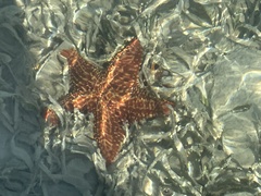 Oreaster reticulatus