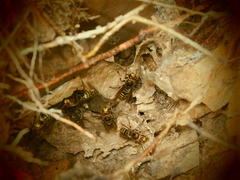 Vespa crabro flavofasciata