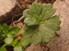 Geranium pusillum