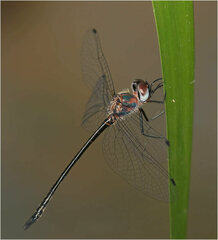 Austrophya mystica