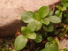Polycarpon tetraphyllum