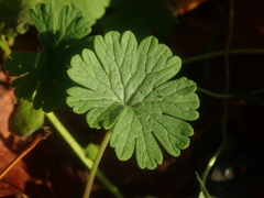 Geranium pusillum
