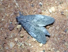 Cossidae