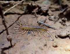 Scutigeridae