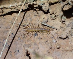 Scutigeridae