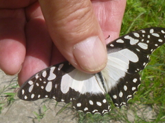 Graphium angolanus