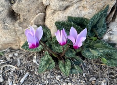 Cyclamen persicum