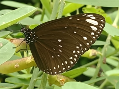 Euploea crameri