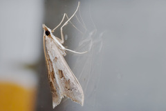 Mecyna asinalis