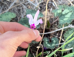 Cyclamen persicum