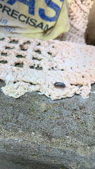 Armadillidium nasatum